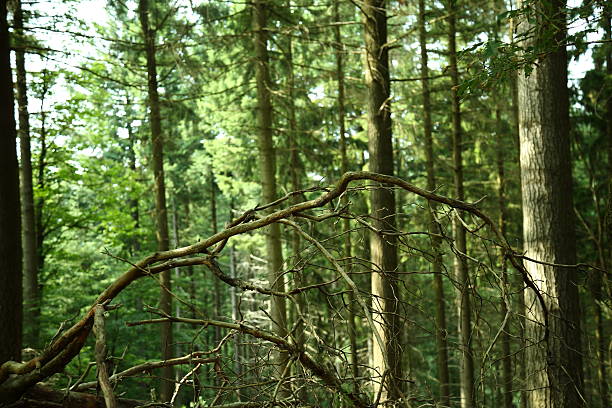 A natural forest landscape with a fallen oak branch resting among tall conifer trees. Soft sunlight filters through the dense canopy creating a peaceful woodland atmosphere. The scene captures the quiet beauty of nature with mixed greenery tree trunks and scattered branches on the forest floor. Ideal for themes of wilderness ecology hiking tranquility and outdoor exploration.