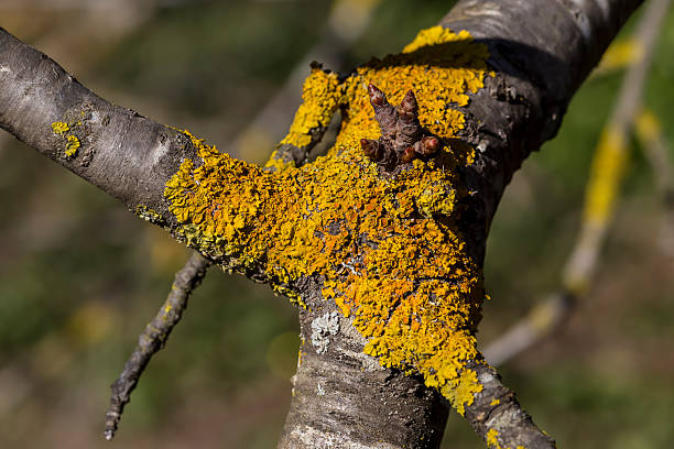 The yellow lichen grows on a tree close-up in a mountain forest in a winter, sunny day