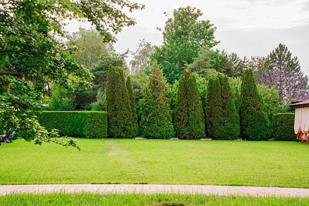 istock Lush green garden landscape with tall evergreen trees 2248341380