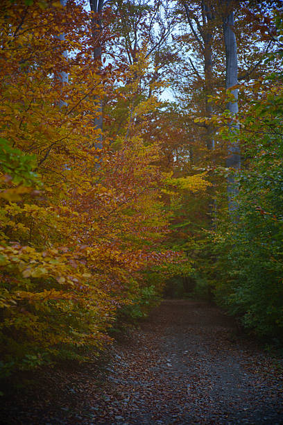 Leaf-covered trail winds through deep woods, vibrant autumn colors glow under towering tree trunks.