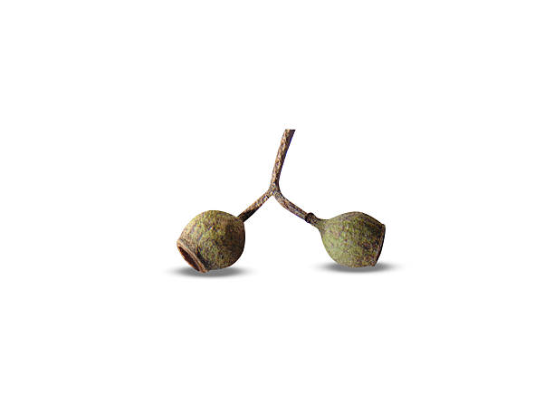 Corymbia citriodora or lemon gum fruits isolated on a white background