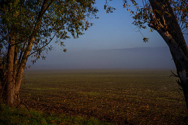 Sparse trees border empty field as low mist hangs over ground under gentle blue morning sky.