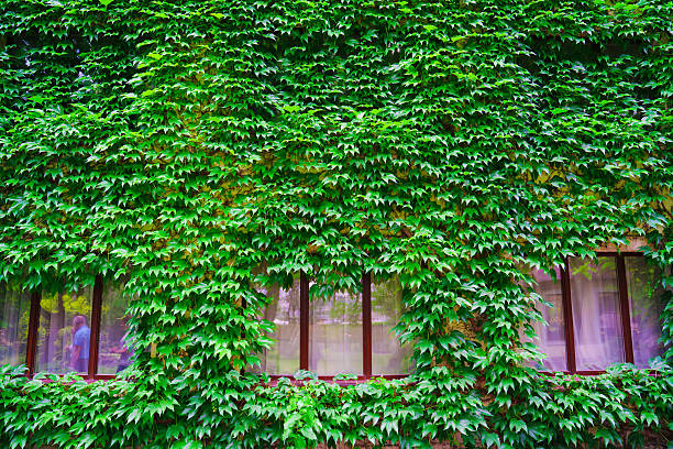 Lush green ivy climbs a brick wall, creating a natural tapestry. Windows peek through the greenery, adding charm to the urban space in the midday light.