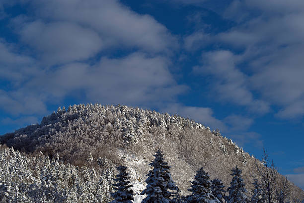 view of the snow-covered wooded mountain