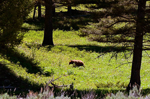 Scenic view of a grizzly bear roaming in a meadow in Yellowstone National Park