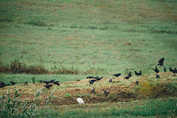 A wide autumn view of a grassy field in Tuscany shows a mixed feeding group of birds gathered on a freshly disturbed patch of ground. Dozens of Western Jackdaws, small dark-grey corvids, are scattered across the area, some hopping, others digging in the soil or taking short flights. Among them stands a solitary Cattle Egret, bright white with a yellow bill, calmly walking and picking at prey exposed by the disturbance.