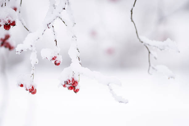 Red berries of hawthorn (Crataegus) on a blurred background. Branch with red berries of hawthorn on winter blurred background. Snowy winter weather.