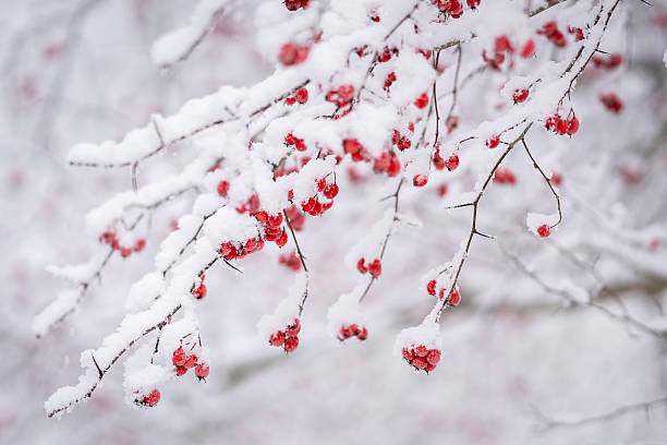 istock Red berries of hawthorn (Crataegus) on a blurred background. 2248343780