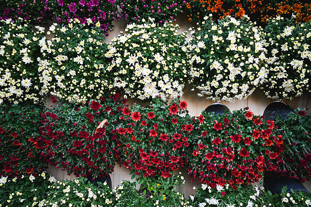 Abundant blooming chrysanthemums in various colors creating a vibrant floral display