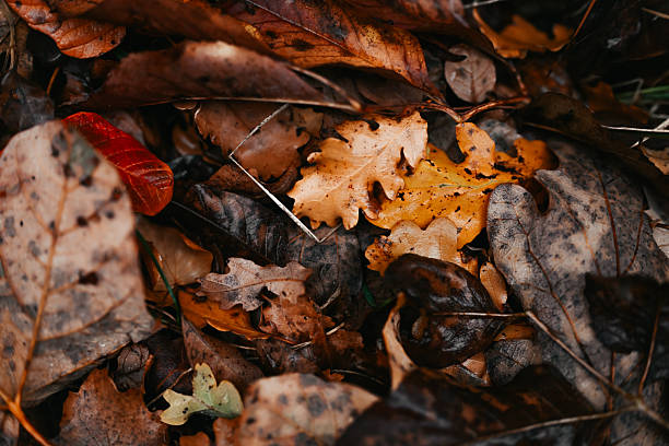 Seasonal autumn leaves creating a vibrant display of natural fall colors