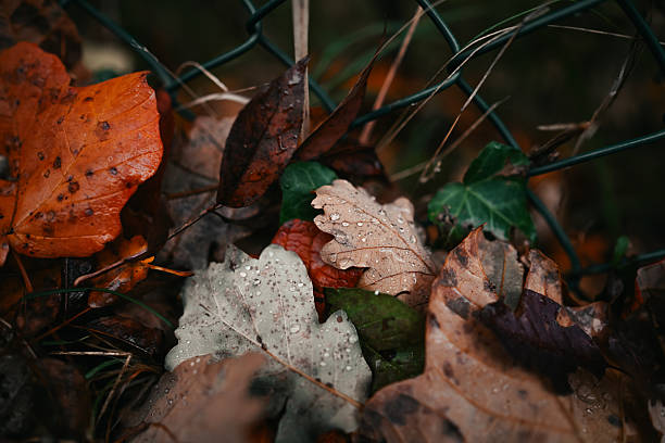 Fallen autumn foliage showing raindrops covering oak leaves near a wire fence
