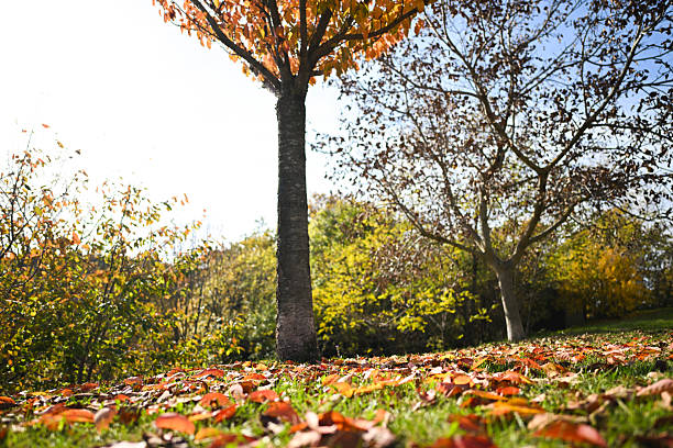 fall yellow leaves, copy space on park bokeh background with sun beams