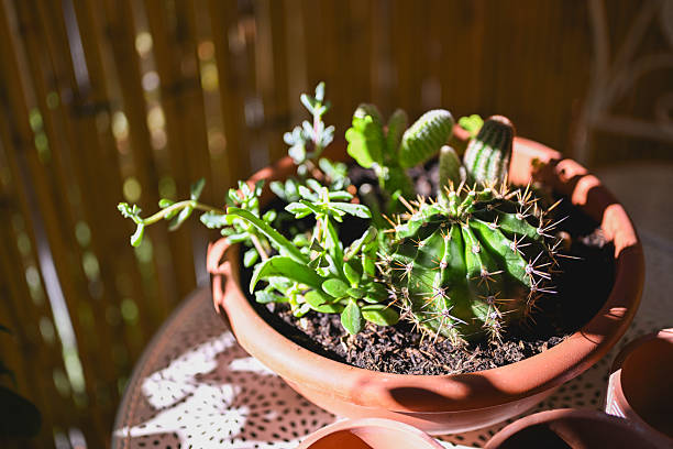 Cacti and succulents thriving in a terracotta pot under warm sunlight