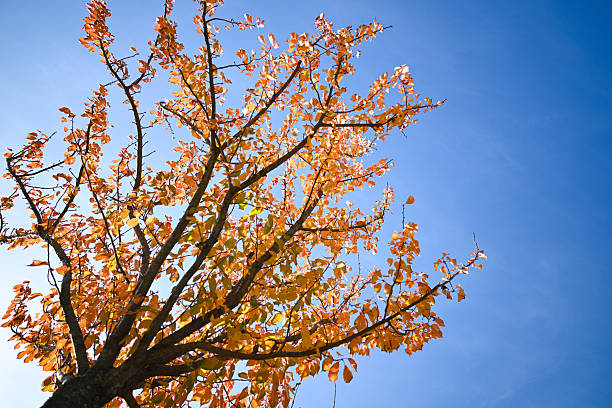 Autumn tree branches showing vibrant orange leaves against a clear blue sky