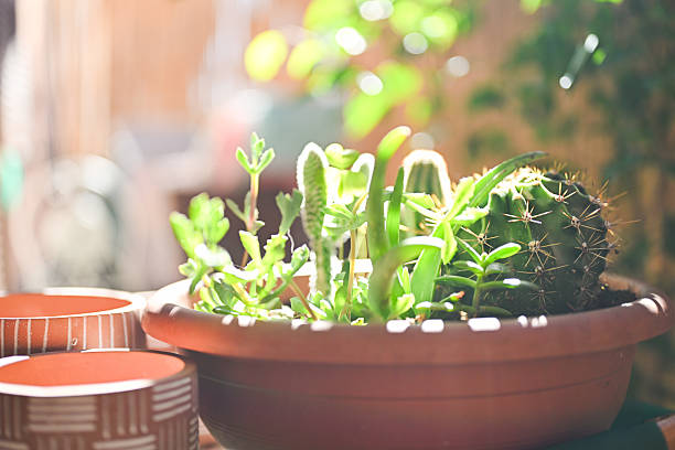 Various potted succulents and cactus plants thriving in bright sunlight indoors