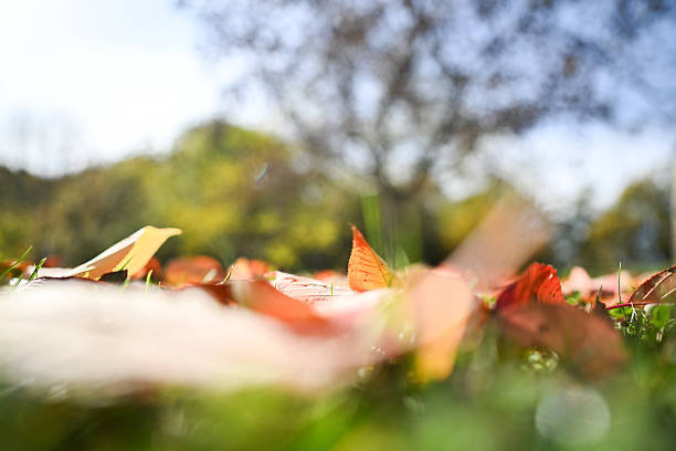 Red and orange autumn leaves covering green grass on the ground in a park