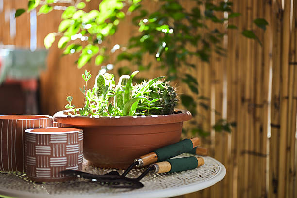 istock Gardening tools and succulent plants on sunny balcony table 2248345736