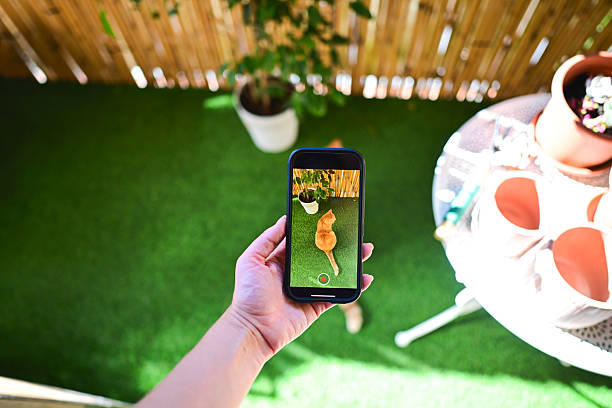 Person's hand holding a smartphone, photographing an orange cat resting on green artificial grass