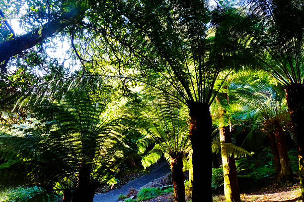 Palm trees, various shrubs and flowering plants at the Alexandra Gardens in Melbourne, Victoria, Australia
