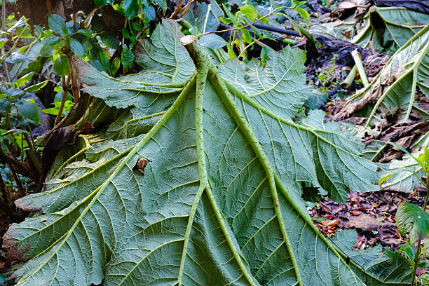Wide-angle bottom shots of Petasites hybridus - Butterbur - leaves in a heavily rainy forest