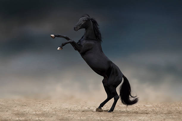istock Black horse rearing up 2248347166