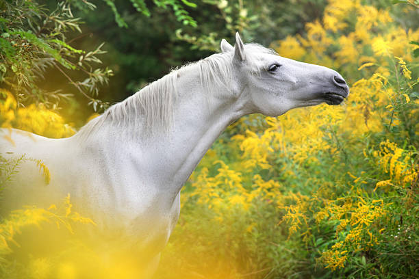 Portrait of a white horse in yellow flowers on a warm summer day