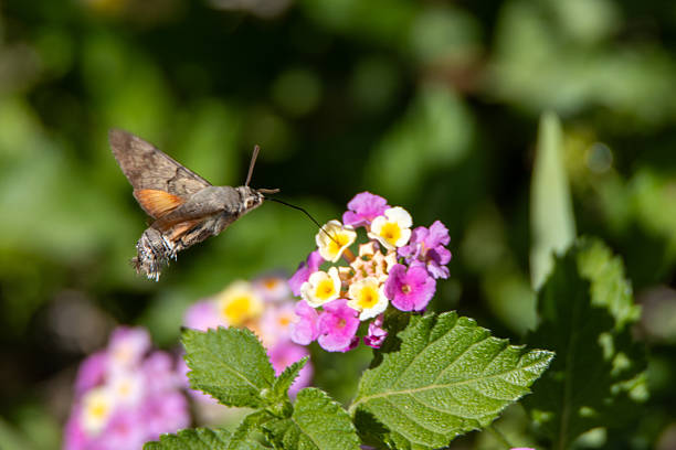 Hummingbird hawk-moth (Macroglossum stellatarum) feeding on Milkweed flowers of the Asclepias genus isolated on a natural background