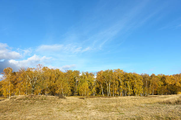 A scenic view of a gravel path leading into the distance, framed by birch trees with brilliant yellow autumn foliage and dry grassy fields under a blue sky with white clouds. Beschreibung
