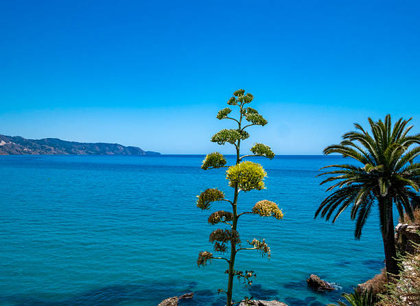 A blooming agave with the Mediterranean Sea as backdrop in Andalusia, Spain.