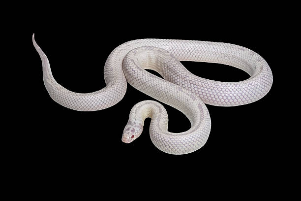 istock High white california kingsnake 2248349819