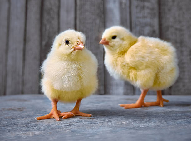 istock Small chicken on wooden background. 2248351252