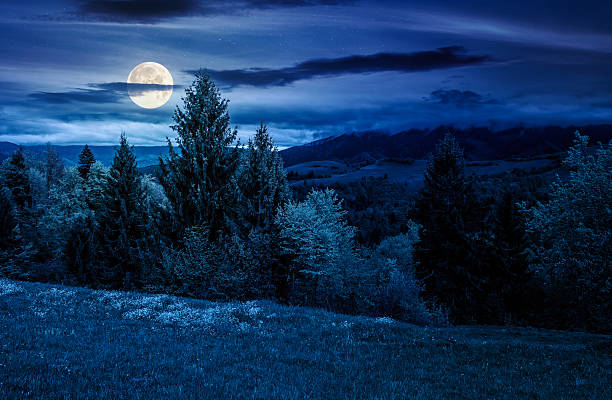 istock spruce forest on a hill side meadow in high mountains on a cloudy spring night 2248352187