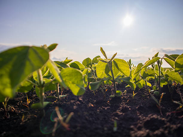 istock Green Seedlings Grow Under a Sunny Sky 2248352237
