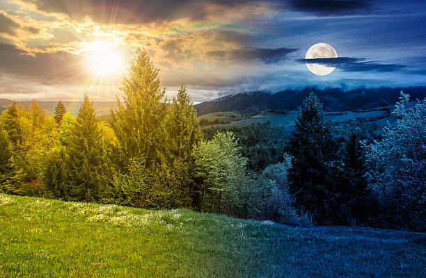 istock spruce forest on a hill side meadow in high mountains on spring equinox 2248352279