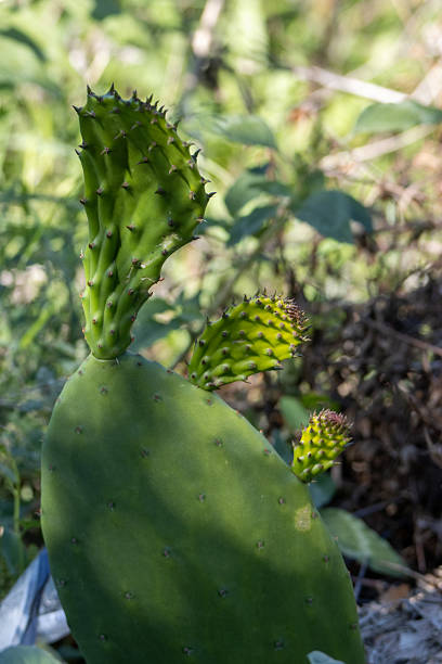 istock Opuntia, the prickly pear cactus leaf on a natural background 2248352429