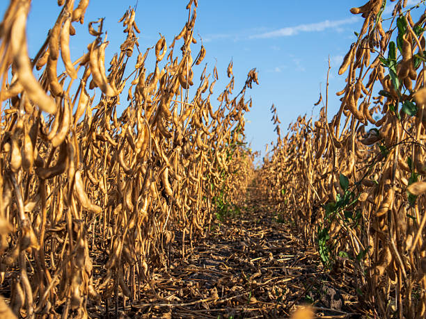 istock Soybean Field Ready for Harvest in Late Afternoon 2248352480