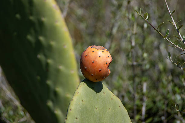 prickly pear fruit growing on a cactus