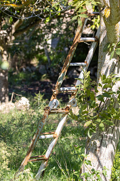 istock rusty old traditional ladder leaning up against a garden fruit tree 2248353543