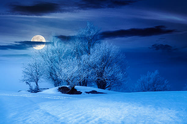 tees in hoarfrost on snow covered meadow at night