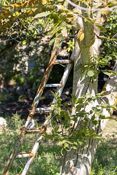 istock rusty old traditional ladder leaning up against a garden fruit tree 2248353675