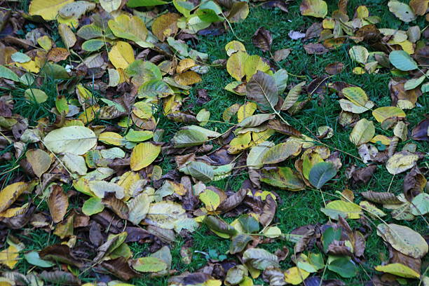Fallen leaves cover the ground.