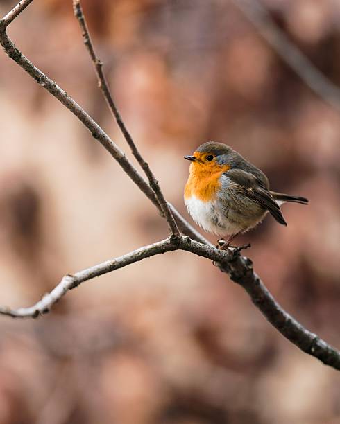istock European Robin on a Branch 2248354570
