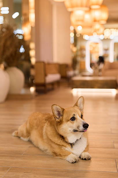 istock serene corgi reclines comfortably on sleek interior flooring surrounded by ambient lighting and lush plants 2248355867
