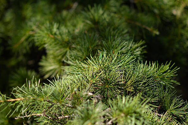 istock green branches of cedar trees in sunlight close up 2248356015