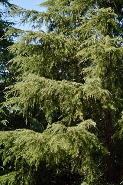 istock green branches of cedar trees in sunlight close up 2248356037