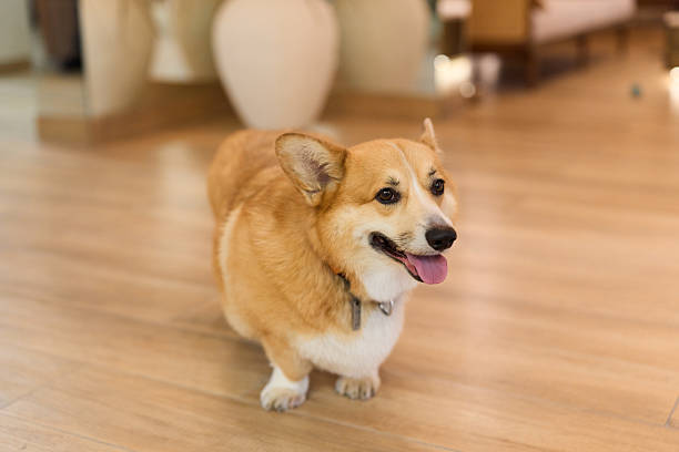 istock friendly dog moves through decor, happy corgi navigates elegant indoor environment with ease and grace 2248356435