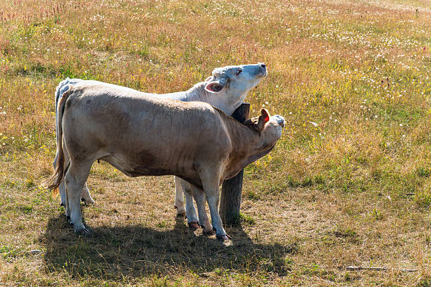 istock Young cows scratching neck on wooden post in field 2248358439