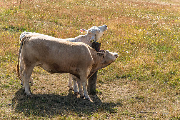 istock Cows scratching neck on wooden post in Swedish pasture 2248358440