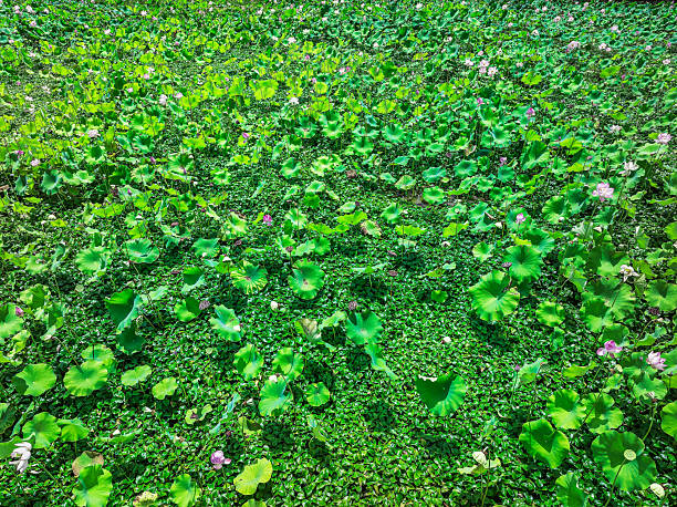 Background texture of vibrant green lotus lily pads floating on a pond.