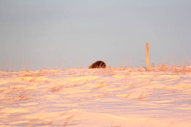 A wild woodland bison walks through deep winter snow in Canada's Northwest Territories  Woodland bison are the largest land mammals in North America.
